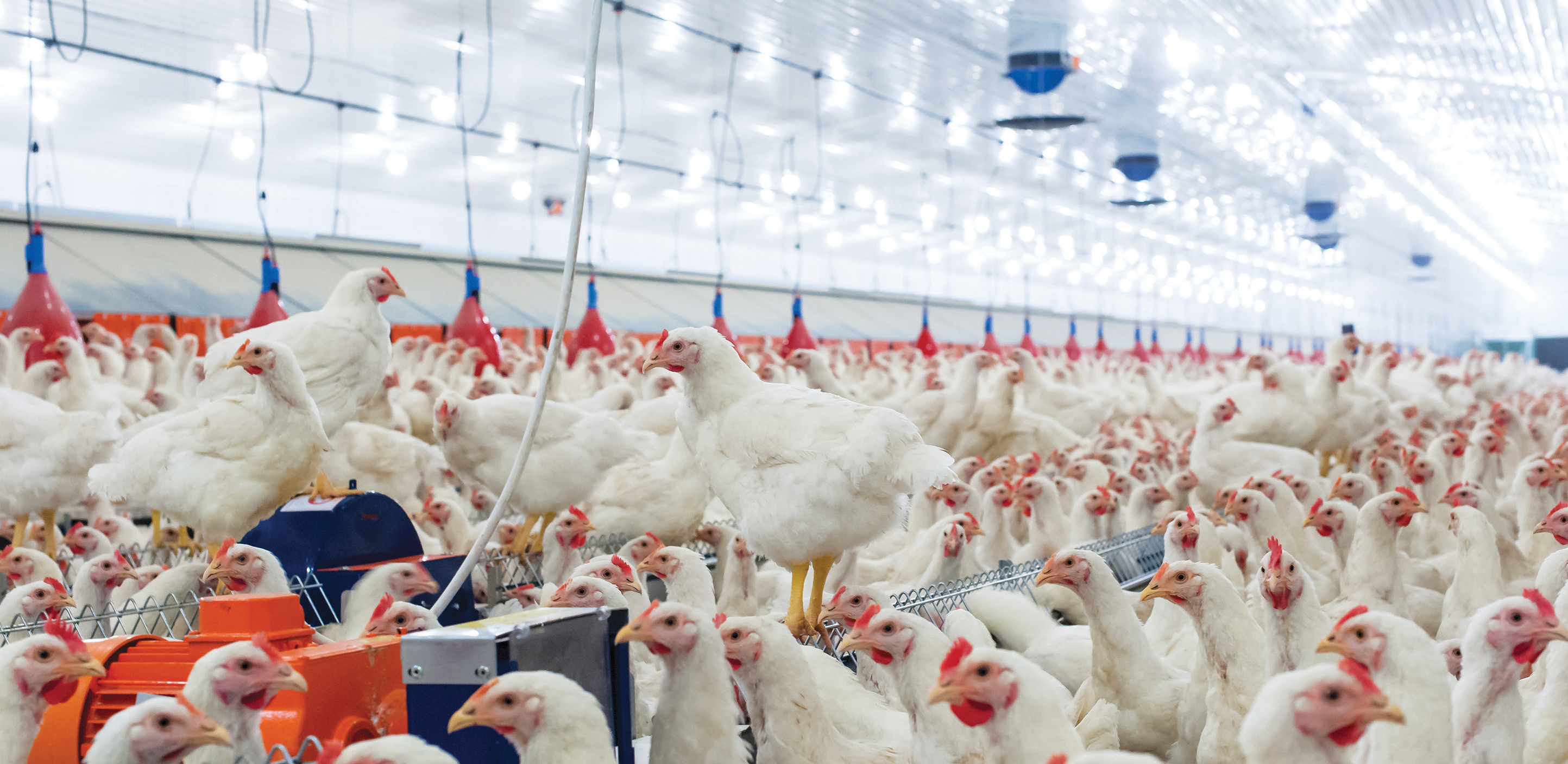 8.5A19/LED/827/AGRI/120V/D - S11432