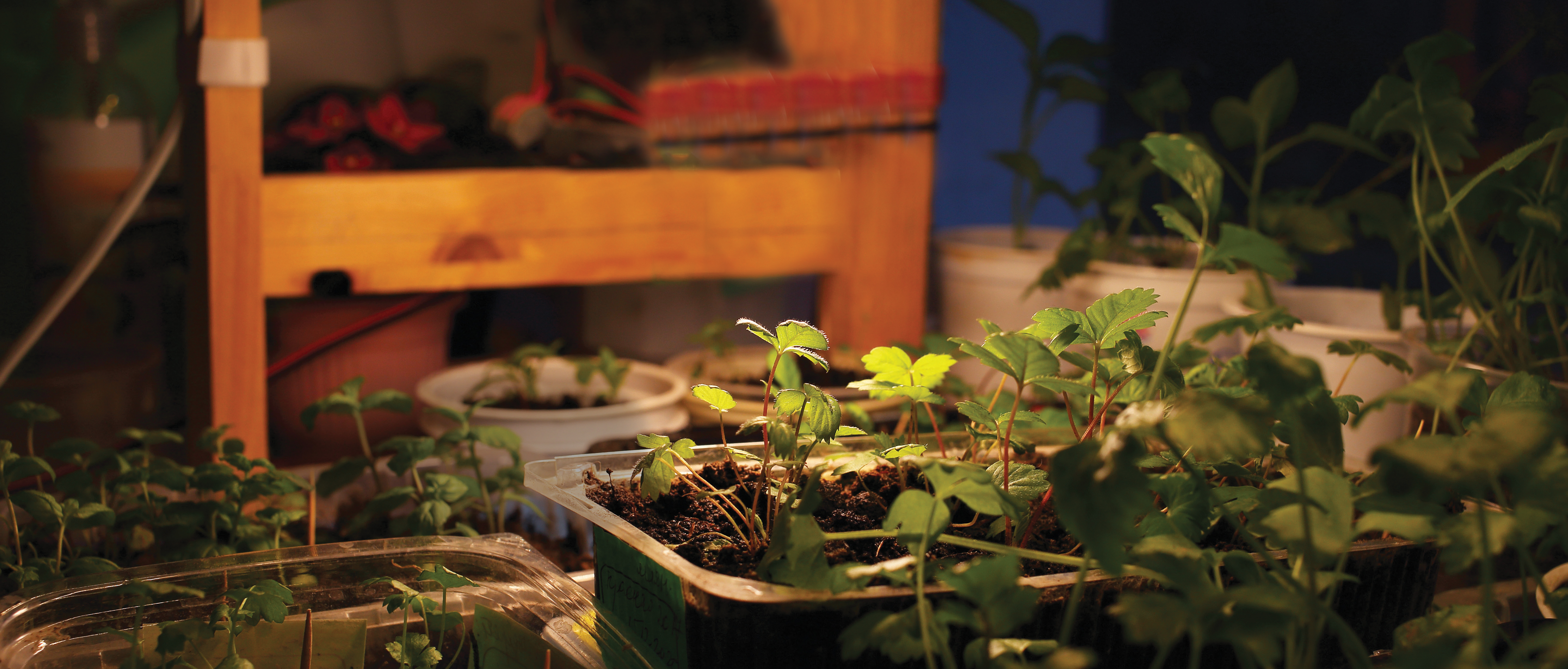 16PAR38/LED/GROW/120V - S11442