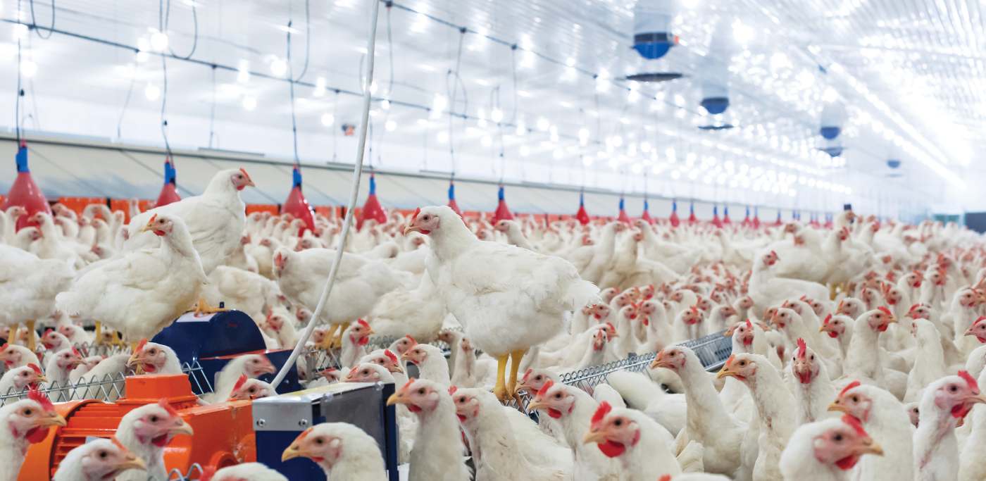 8.5A19/LED/827/AGRI/120V/D - S11432