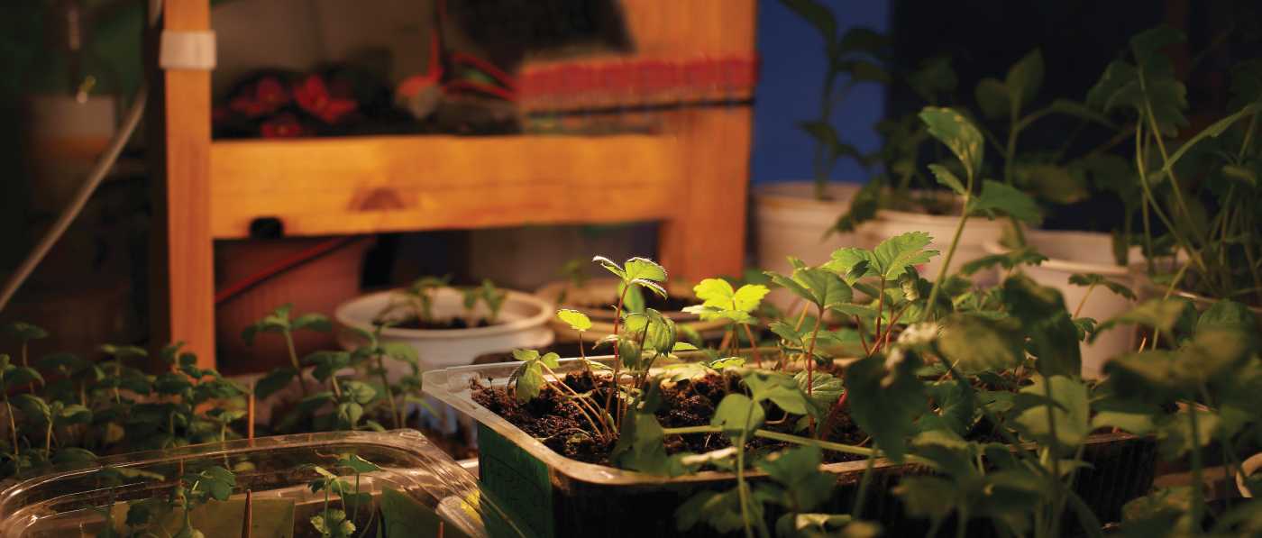 9A19/LED/GROW/120V - S11440